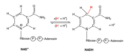 Над плюс. Строение NADH. Nad+ формула. Молекула НАДН. NADH H биохимия.